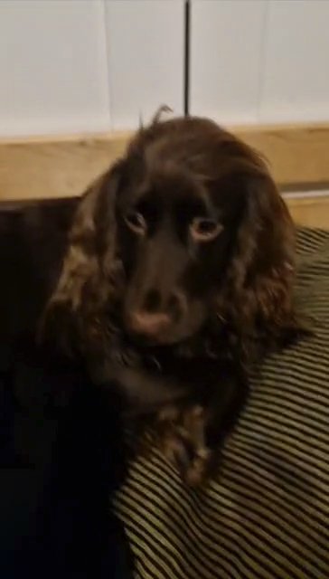 8 weeks old Cockapoo puppies F1