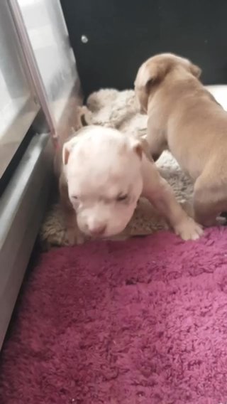 Micro Pocket Bulldogs