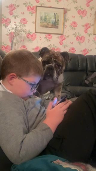 English Bulldog Female