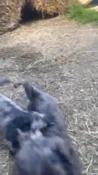 **All Sold** F1 Cockapoo Pups