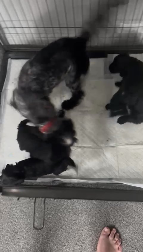 cockerpoo