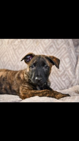 Dutch Shepherd Puppies Ready Now