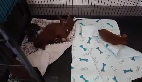 Chihuahua Puppies For Sale