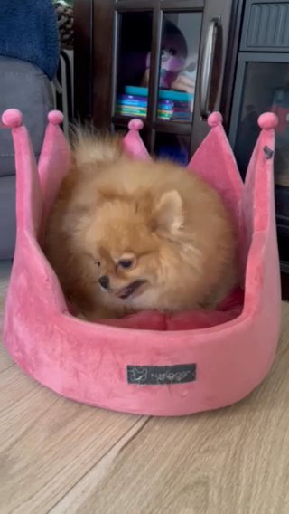 Pomeranian Female