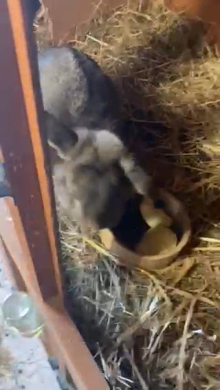 Mini lop female need to be sold