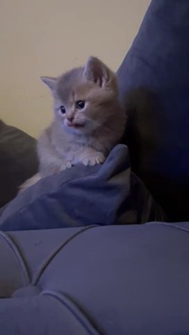 Scottish Kittens
