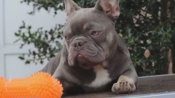 Lilac And Tan Quad Male French Bulldog