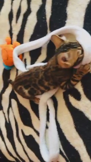 Bengals