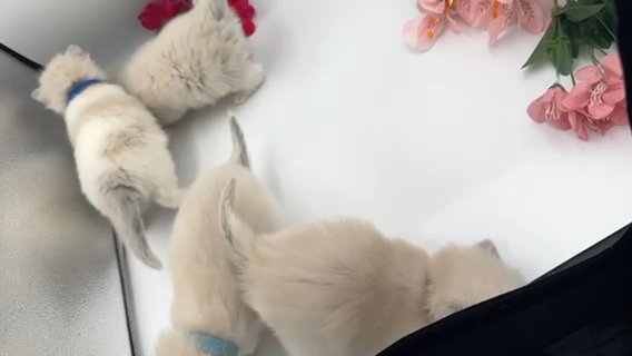 Ragdoll Kittens