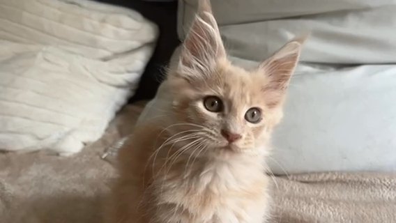 maine coon kittens dostepne