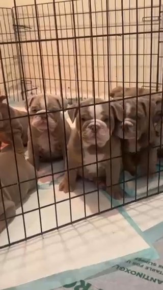 ENGLISH BULLDOG PUPS