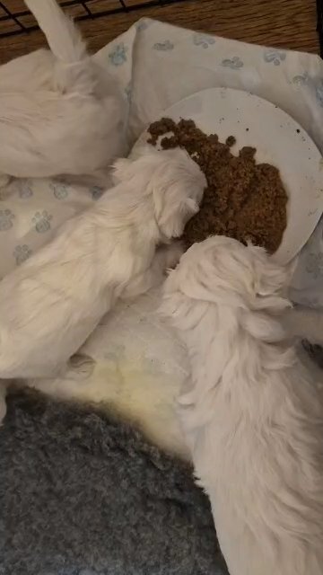 Bichon Maltese