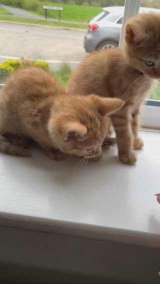 Ginger Baby