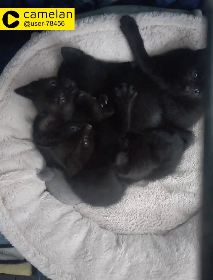 5 bombay kittens