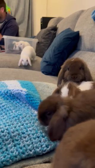 pedigree mini lops