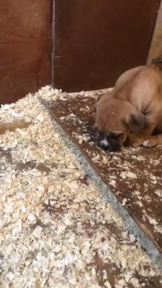 Olde Tyme Bulldogge puppies