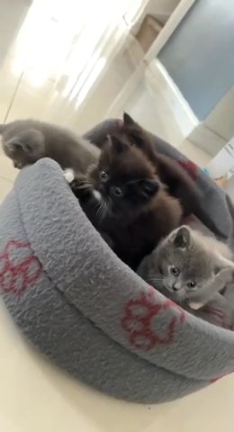kittens