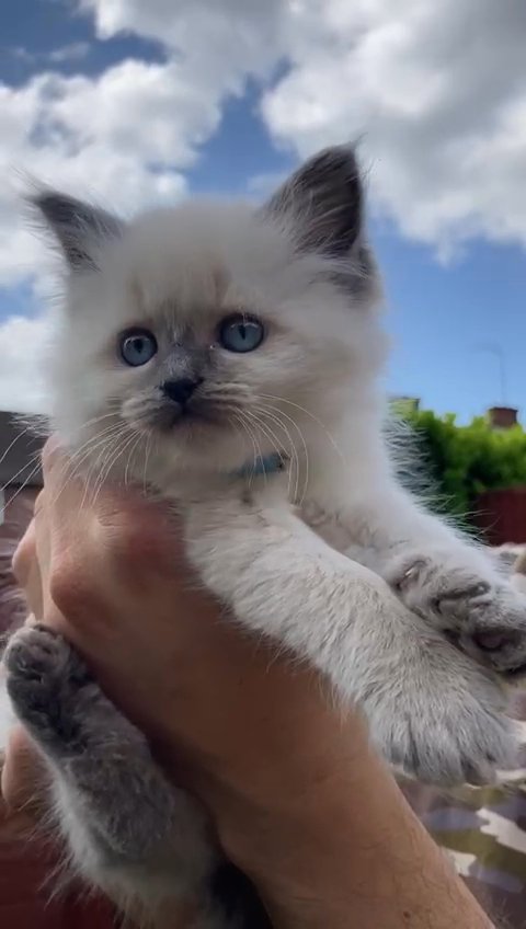 Registered Pedigree Siberian Neva Masquerade kittens