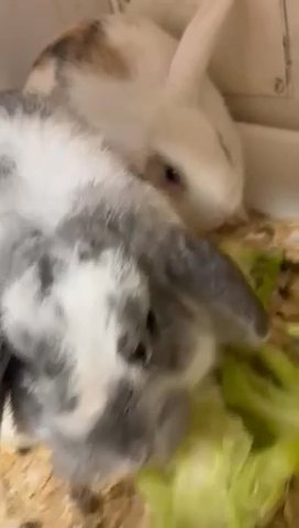 minlop rabbits