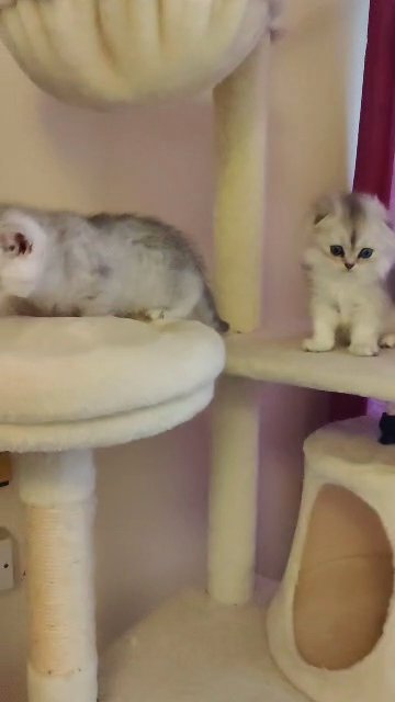 Beautiful Scottish Fold/Straight boys looking for forever home.