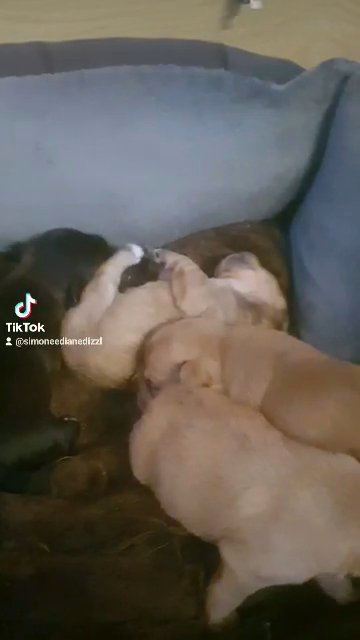 1male  beautiful mixed breed puppy left reduced price!