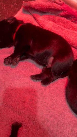 Chunky Beautiful Puppies