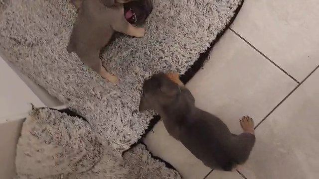 LAST PUP ?? £1400 ??