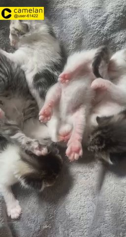 5 kittens