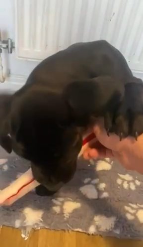 Cane Corso
