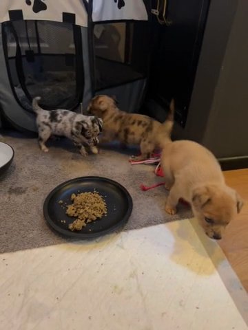 Jackchi Puppie READY TO GO! (REDUCED)