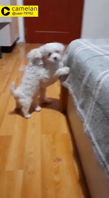 Bichon Maltese minitoy girls