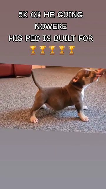 CH DAEMONBOY (AMERICAN BULLY) MICRO SIZE WITH BREED STANDARD STRUCTURE