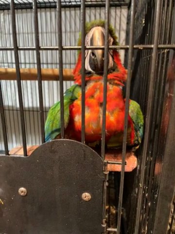 Macaws For Sale