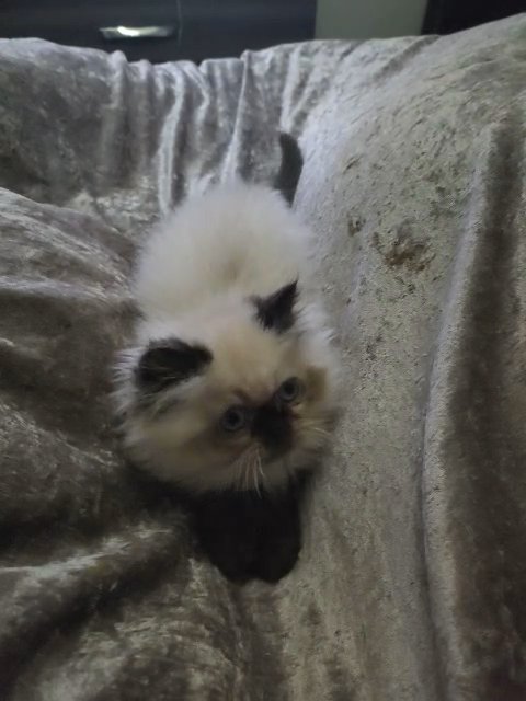 GCCF REGISTERED COLOURPOINT PERSIAN KITTENS