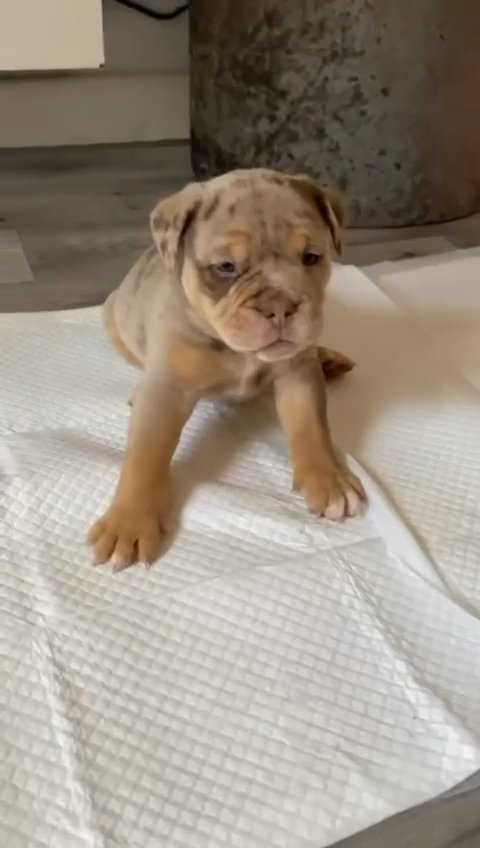 ? REDUCED ? REDUCED LAST 2 Olde English Bulldogge fluffy gene carriers ?