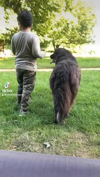Caucasian Shepherd (Female)