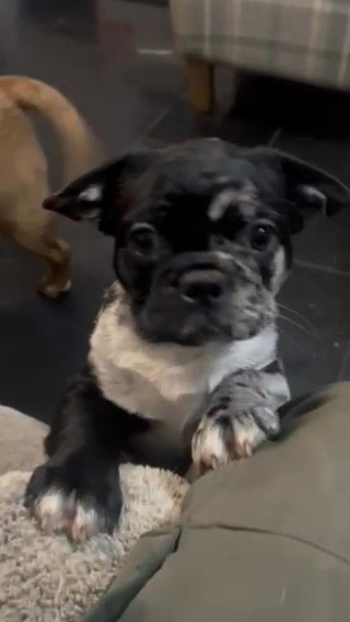 Pink And Shedding French Bulldog