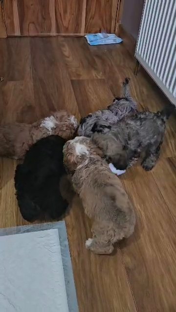 Havapoo Puppies