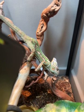 Chameleon