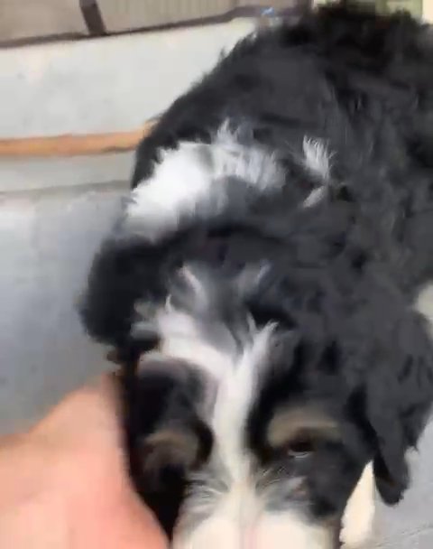 Sammy male