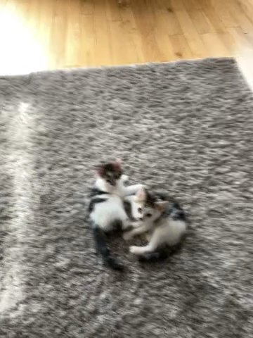 cute kittens ready to go