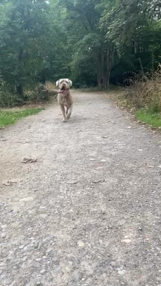 Champagne Merle Mixed Mastiff