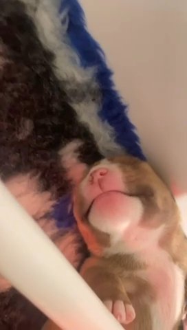 **STANDARD AMERICAN BULLYS**