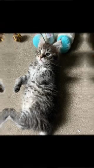 Maine Coon Kittens