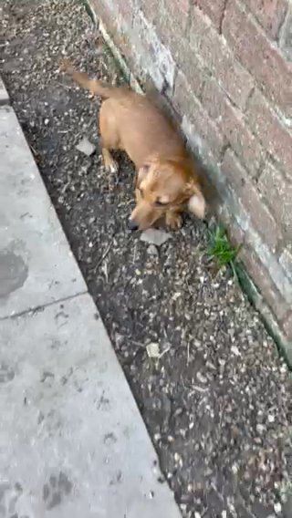 Minature Dachshund