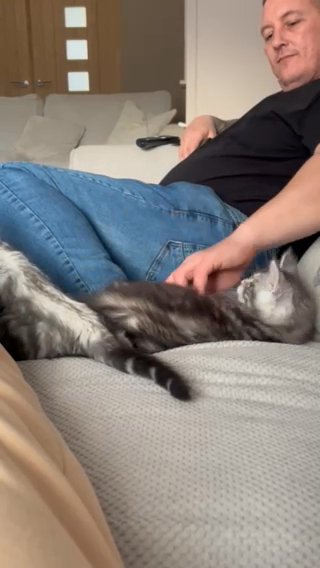 maine coon kittens