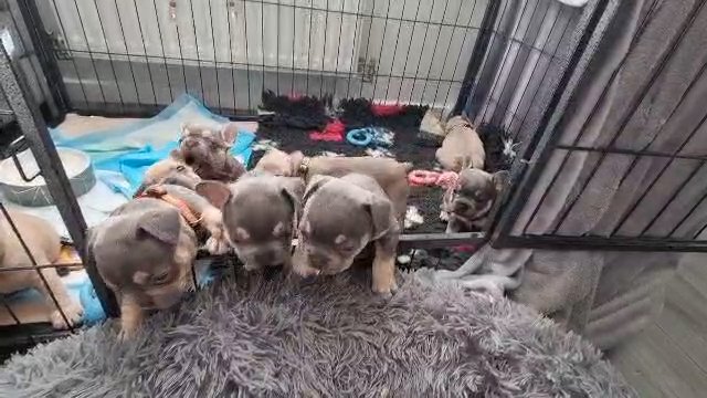 pet priced french bulldogs ready to go now
