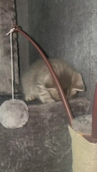 British Shorthair Kittens