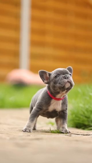 ? 8 Beautiful French bulldog Puppies- Ready To Go ?