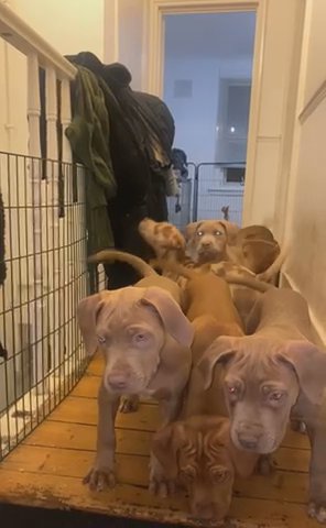 Bandogge Mastiff